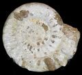 Massive Wide Ammonite Fossil With Stand #21927-1